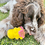 Honey Bear-Dog Toy-Rover Pet Products