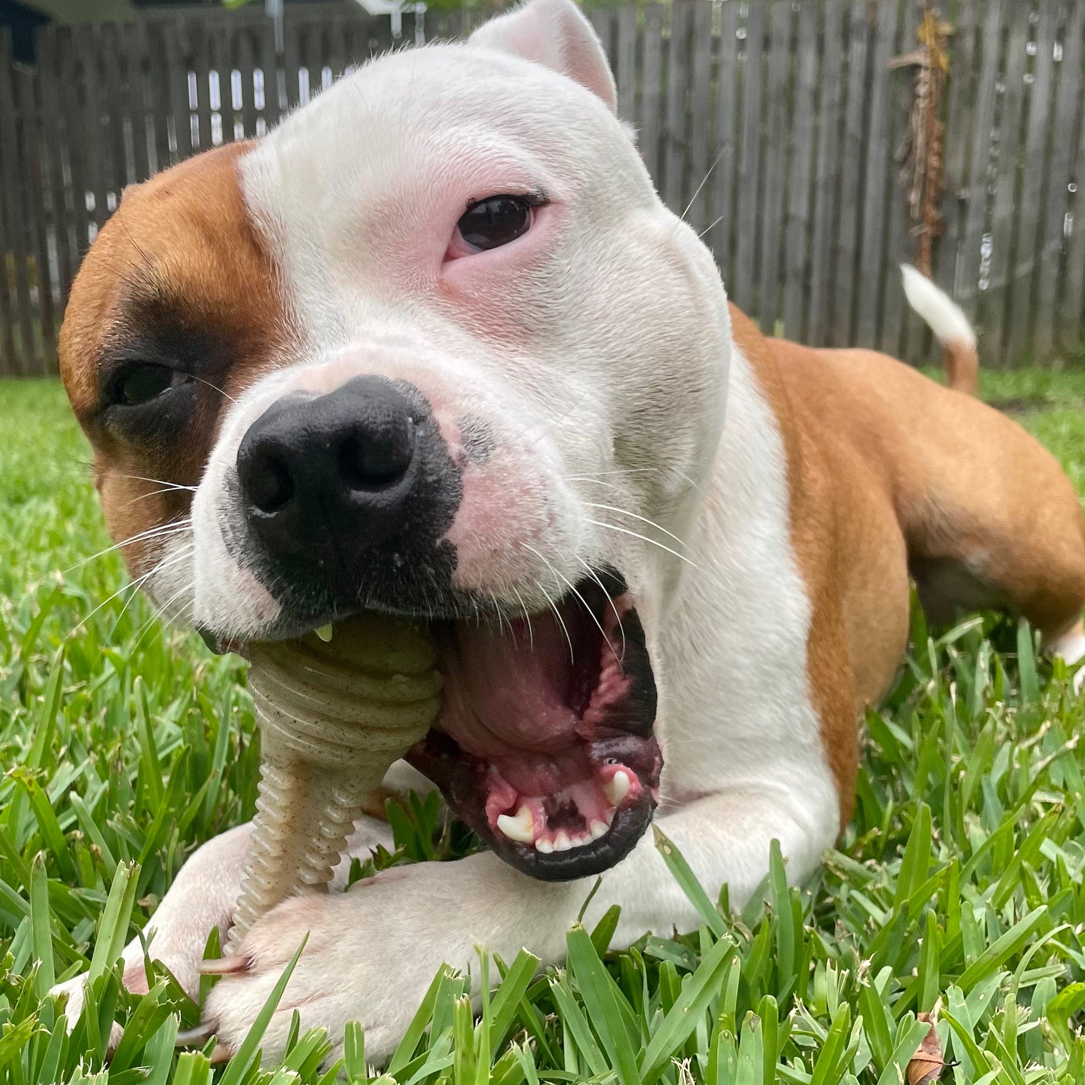 Honeybone Dental Tower-Dog Toy-Rover Pet Products