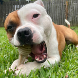 Honeybone Dental Tower-Dog Toy-Rover Pet Products