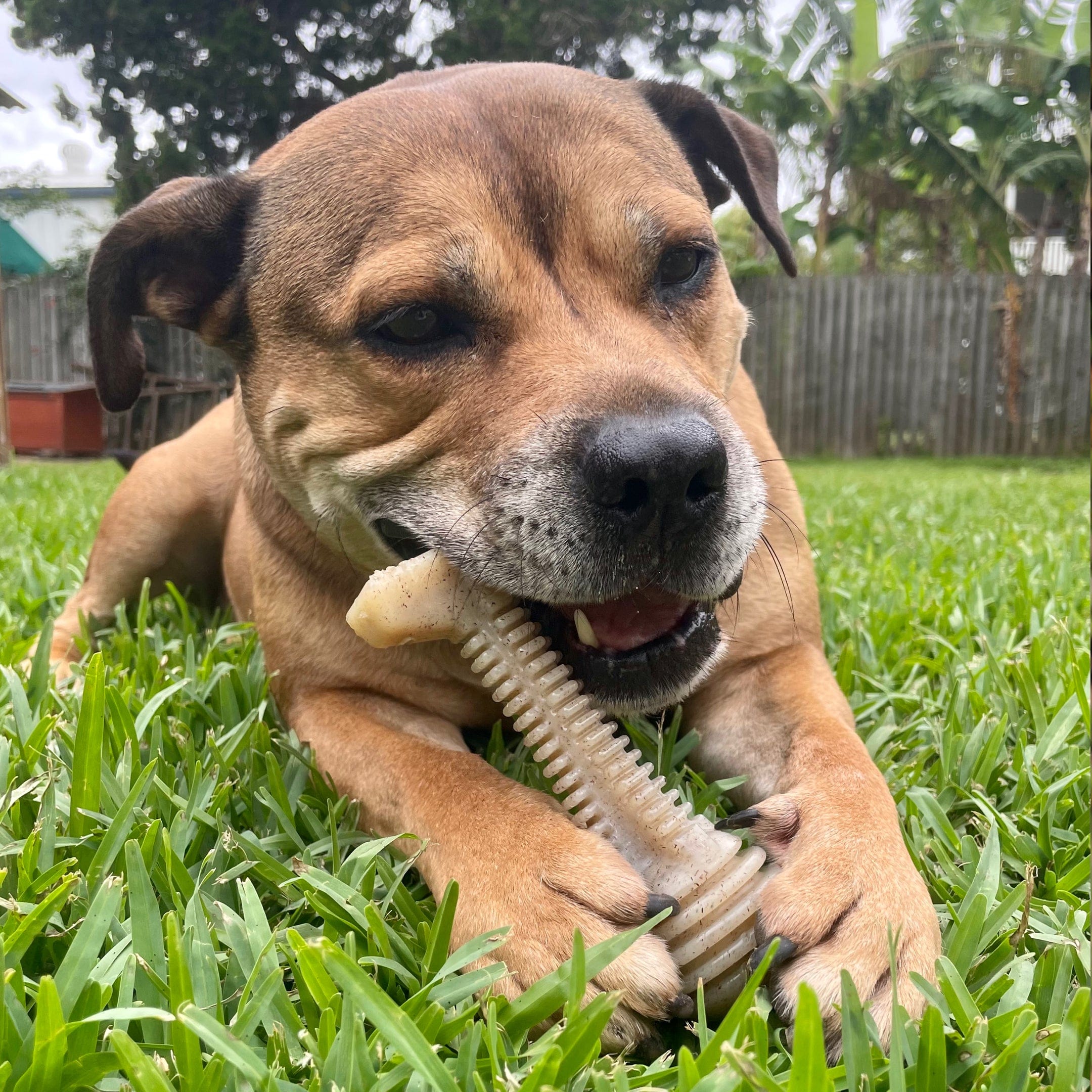 Honeybone Dental Tower-Dog Toy-Rover Pet Products