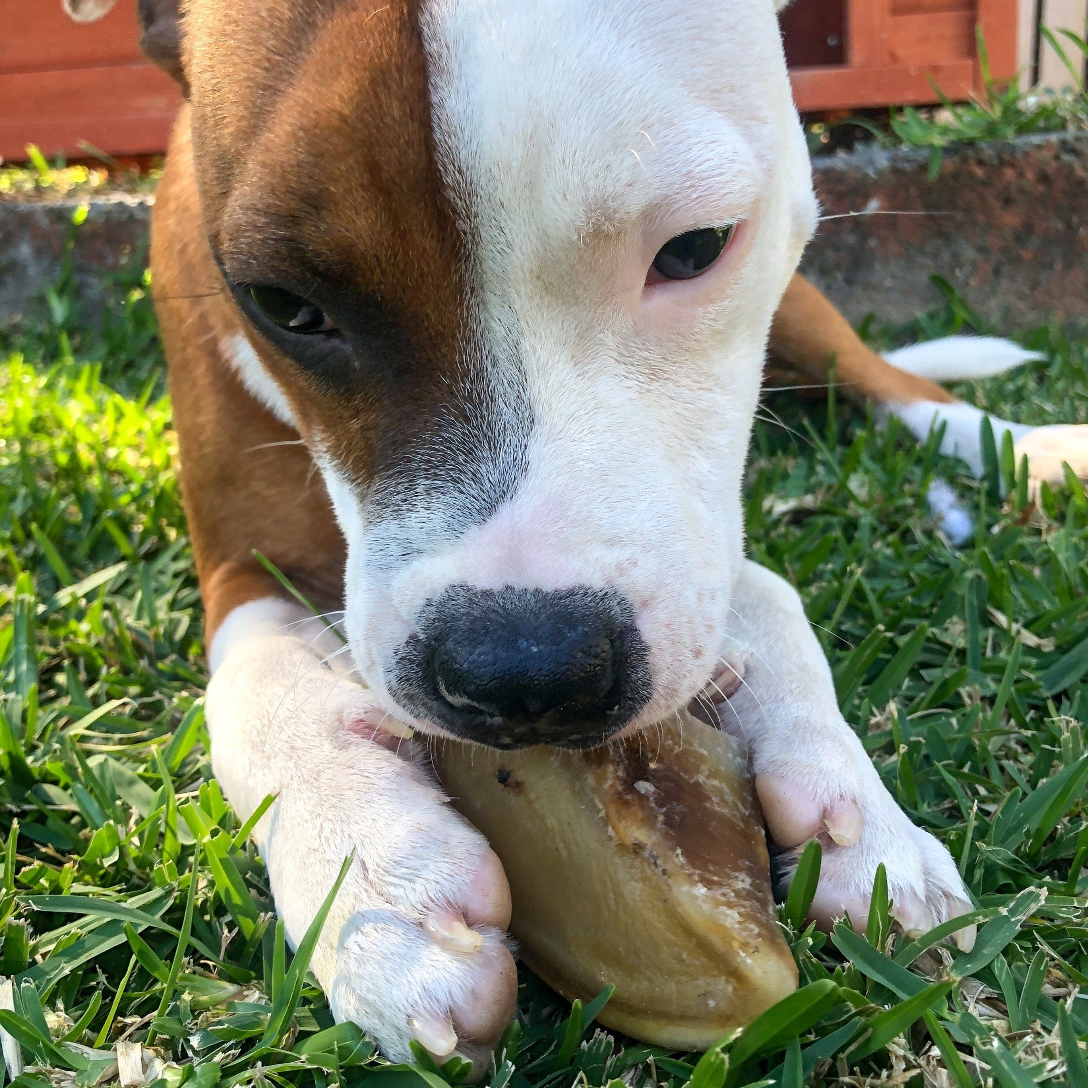 Hooves There? - Cow Hooves-Dog Treat-Rover Pet Products