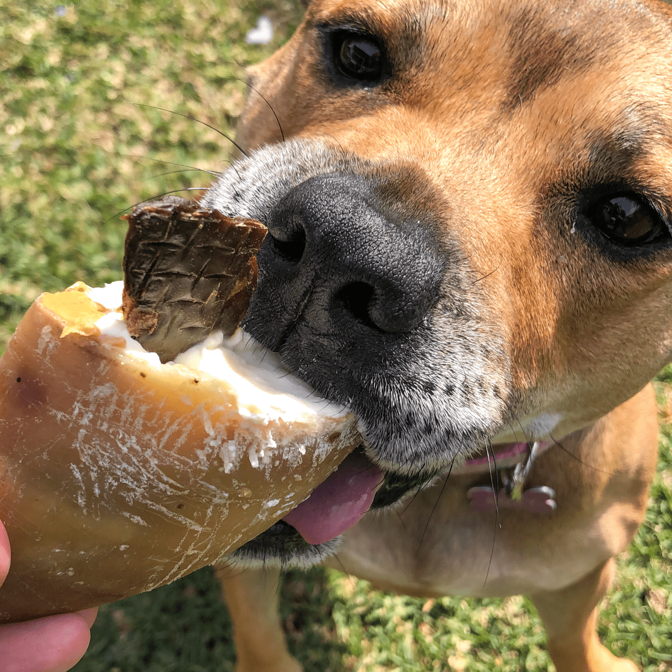 Hooves There? - Cow Hooves-Dog Treat-Rover Pet Products