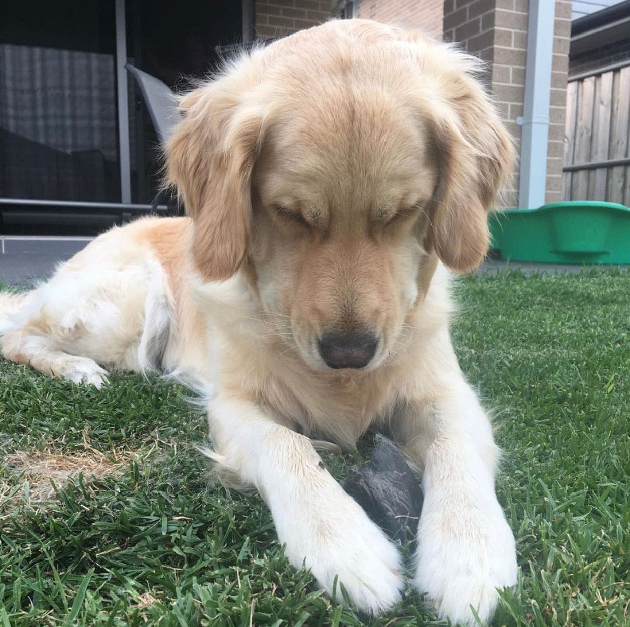 Hooves There? - Cow Hooves-Dog Treat-Rover Pet Products