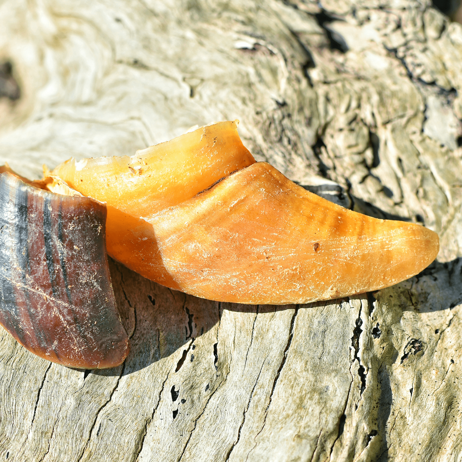 Hooves There? - Cow Hooves-Dog Treat-Rover Pet Products