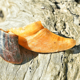 Hooves There? - Cow Hooves-Dog Treat-Rover Pet Products