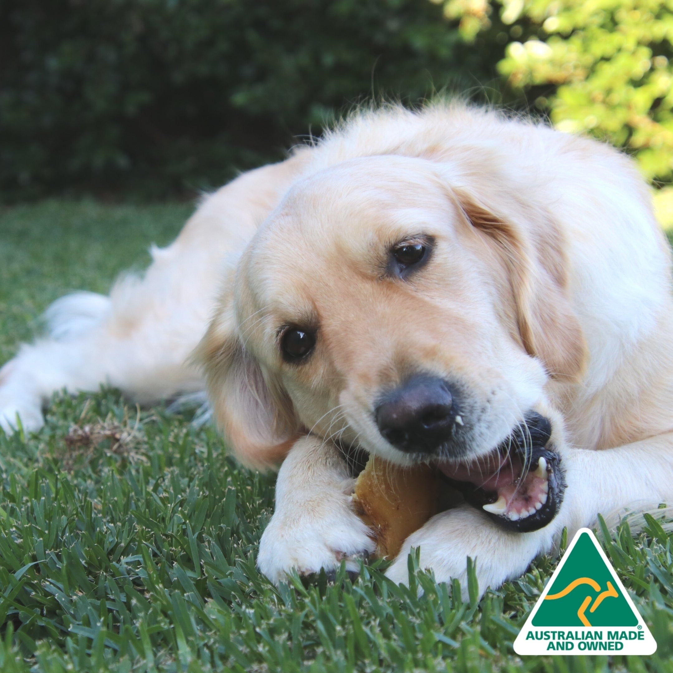 Hooves There? - Cow Hooves-Dog Treat-Rover Pet Products