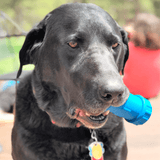 ID Bone-Dog Toy-Rover Pet Products