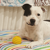 Industrial Dog Ball (Power Chewers)-Unclassified-Rover Pet Products