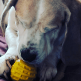 Industrial Dog Ball (Power Chewers)-Unclassified-Rover Pet Products