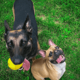 Industrial Dog Ball (Power Chewers)-Unclassified-Rover Pet Products