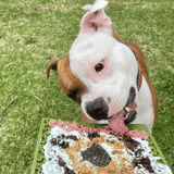 JIGSAW eMat Enrichment Lick Mat-Slow Feeder-Rover Pet Products