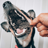 Kanga Kidney - Kangaroo Kidney-Dog Treat-Rover Pet Products