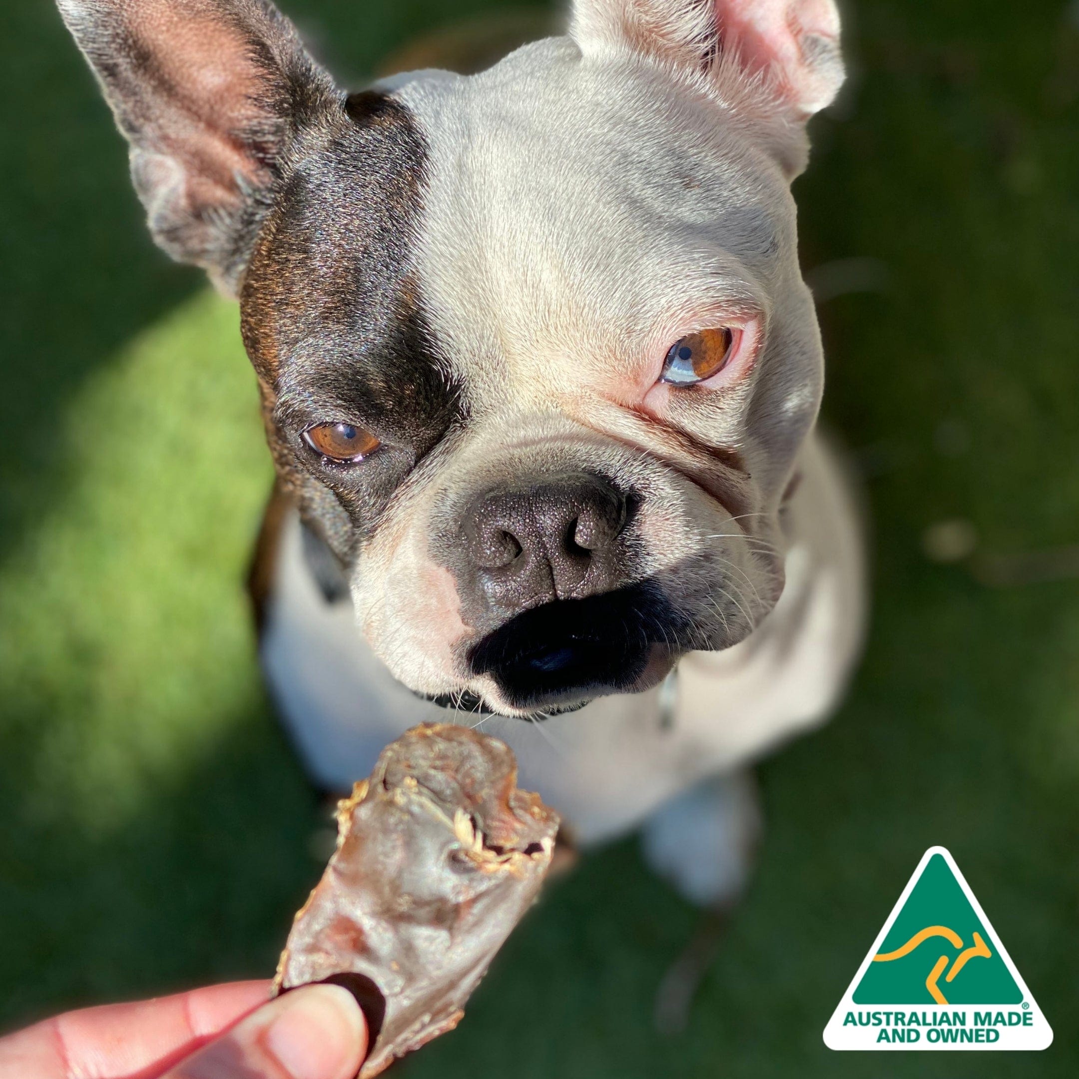 Kanga Kidney - Kangaroo Kidney-Dog Treat-Rover Pet Products