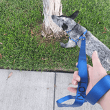 Leads-Dog Collar-Rover Pet Products