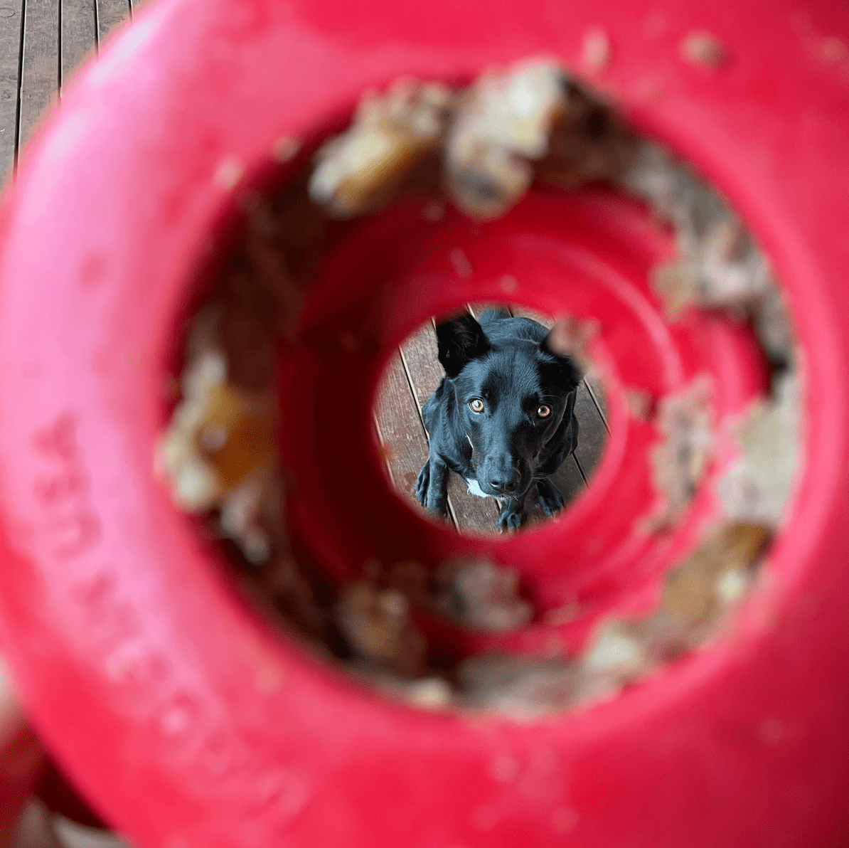 Lifesaver-Dog Toy-Rover Pet Products