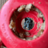 Lifesaver-Dog Toy-Rover Pet Products