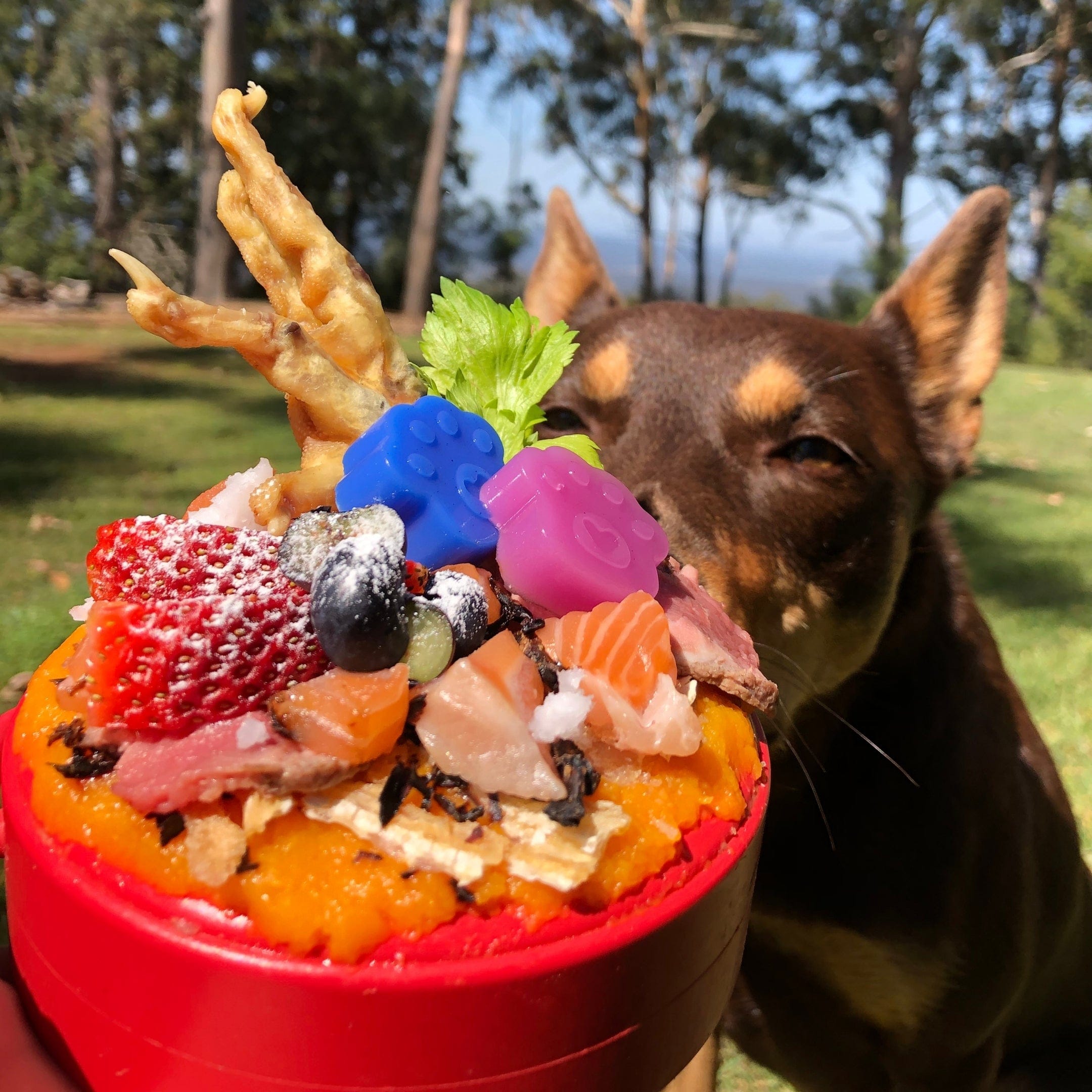 Lifesaver-Dog Toy-Rover Pet Products