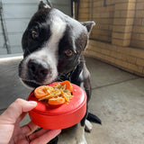 Lifesaver-Dog Toy-Rover Pet Products