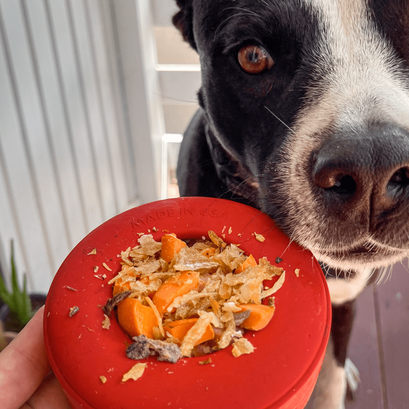 Lifesaver-Dog Toy-Rover Pet Products