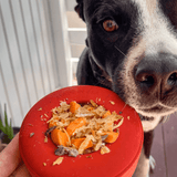 Lifesaver-Dog Toy-Rover Pet Products