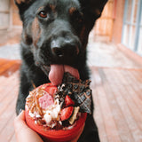 Lifesaver-Dog Toy-Rover Pet Products