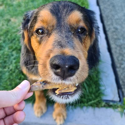 Chicken Wing Bites – Aussie Lean & High‑Protein Dental Treat
