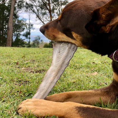 Shark Tail Dog Chew – Aussie Made Dental & Joint Treat