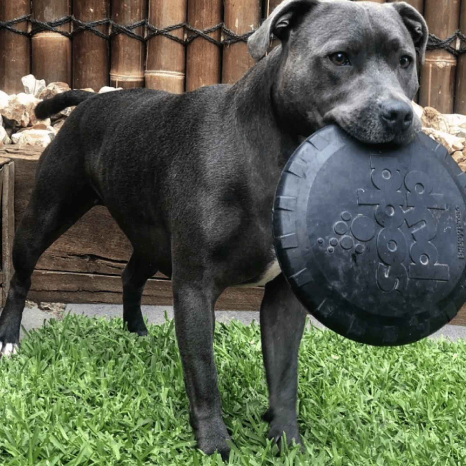 Magnum Bottle Top Flyer-Dog Toy-Rover Pet Products