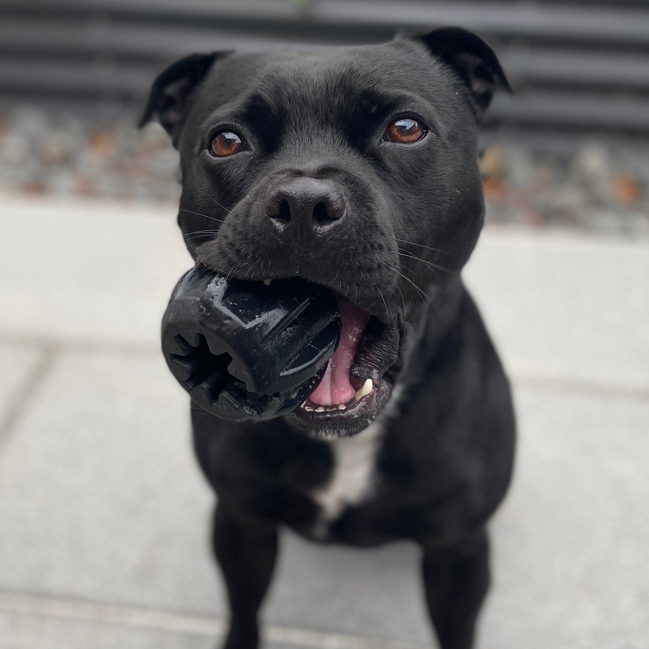 Magnum Gear-Dog Toy-Rover Pet Products