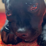 Magnum Gear-Dog Toy-Rover Pet Products