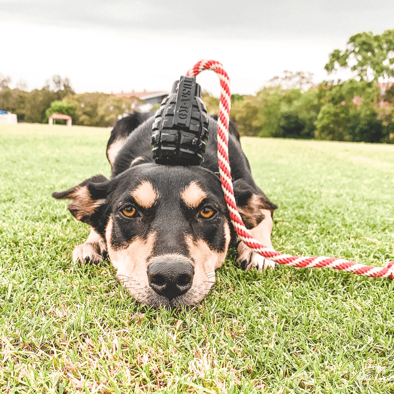 Magnum Grenade Reward Toy (Power Chewers)-Dog Toy-Rover Pet Products