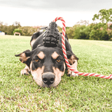 Magnum Grenade Reward Toy (Power Chewers)-Dog Toy-Rover Pet Products