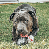 Magnum Grenade Reward Toy (Power Chewers)-Dog Toy-Rover Pet Products