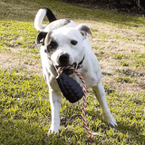 Magnum Grenade Reward Toy (Power Chewers)-Dog Toy-Rover Pet Products