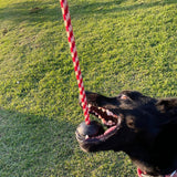 Magnum Stars & Stripes Ball Reward Toy-Dog Toy-Rover Pet Products