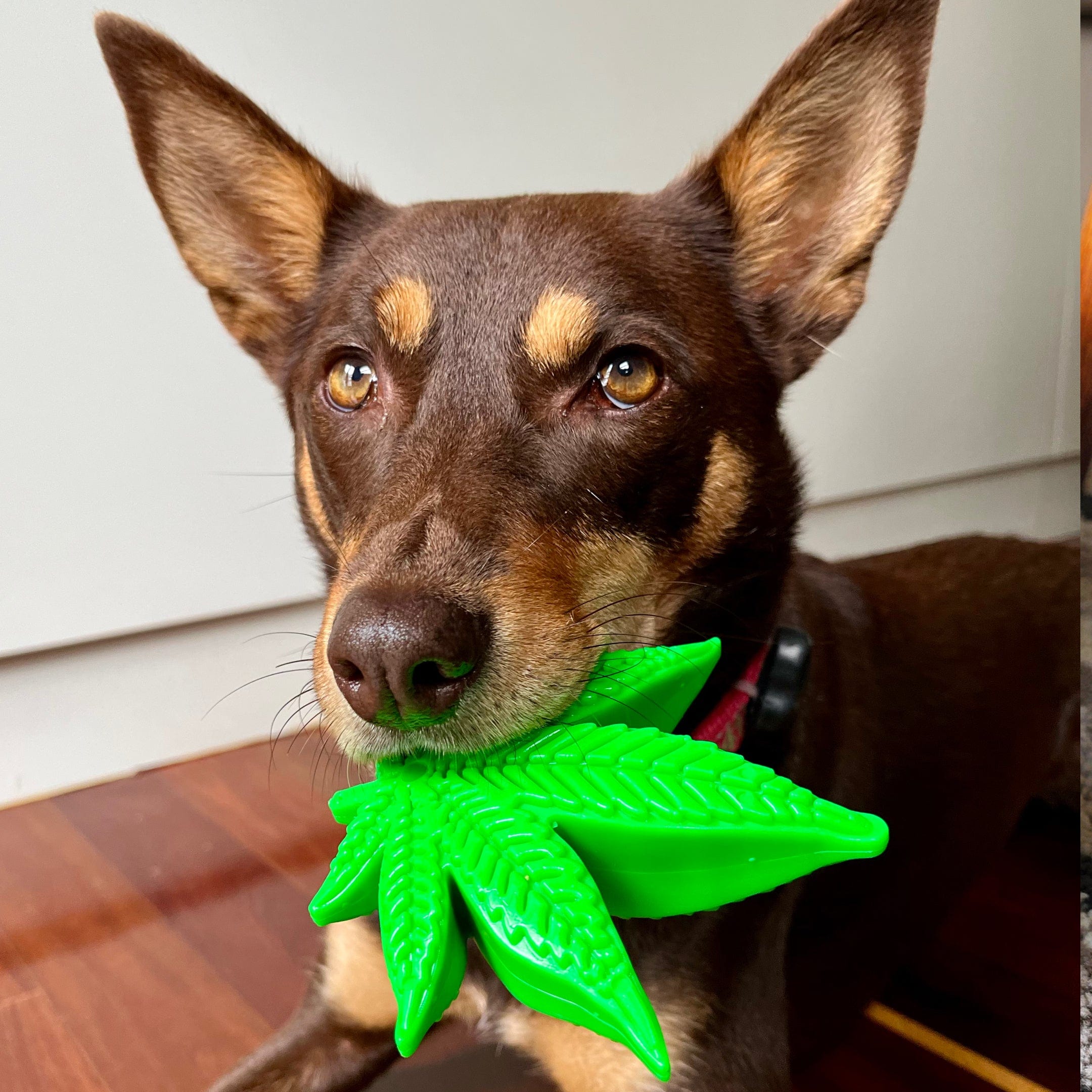 Maple Leaf-Dog Toy-Rover Pet Products