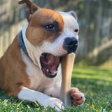 MOD Nylon Bone-Dog Toy-Rover Pet Products