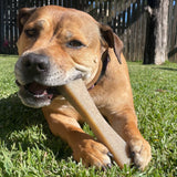 MOD Nylon Bone-Dog Toy-Rover Pet Products