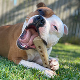 MOD Nylon Bone-Dog Toy-Rover Pet Products