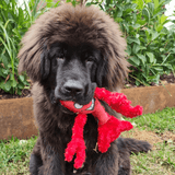 Nuggle larry The Lobster-Unclassified-Rover Pet Products