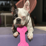 Nylon Bone-Unclassified-Rover Pet Products