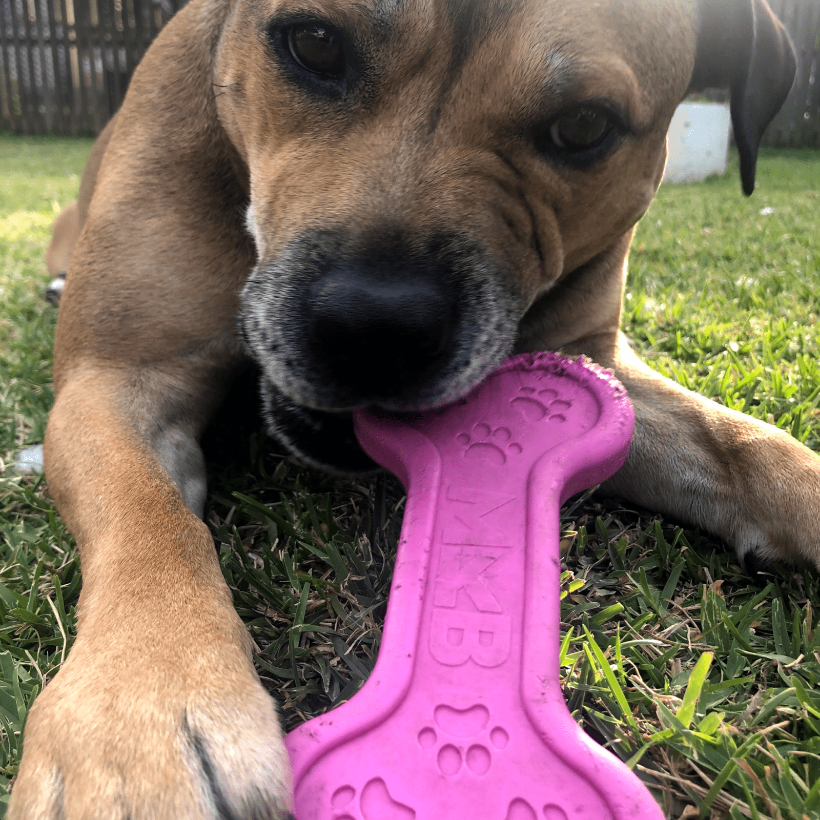 Nylon Bone-Unclassified-Rover Pet Products