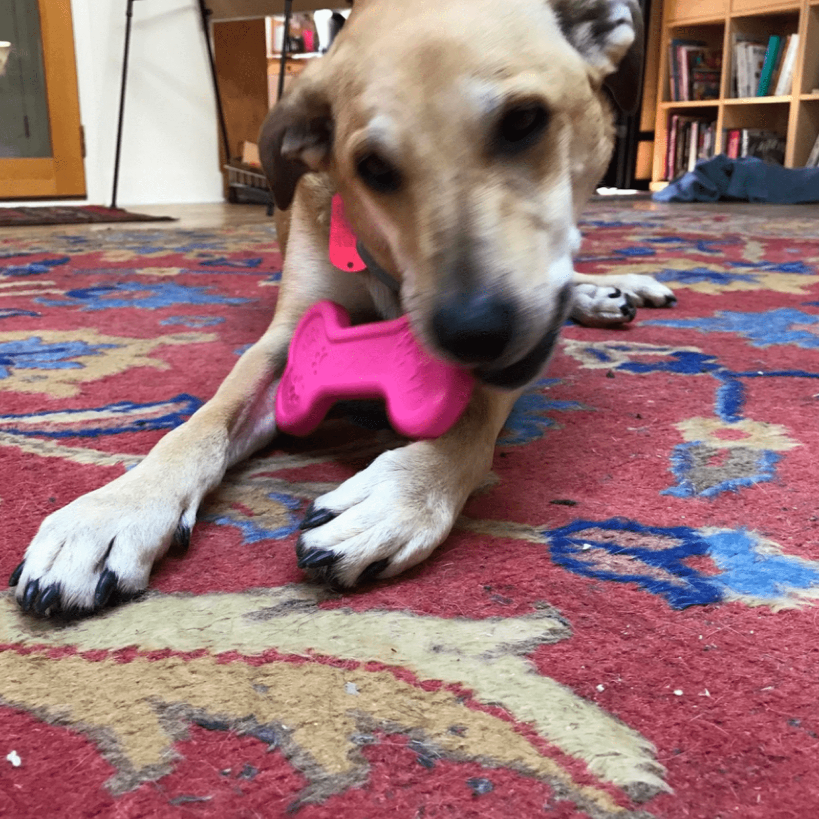 Nylon Bone-Unclassified-Rover Pet Products