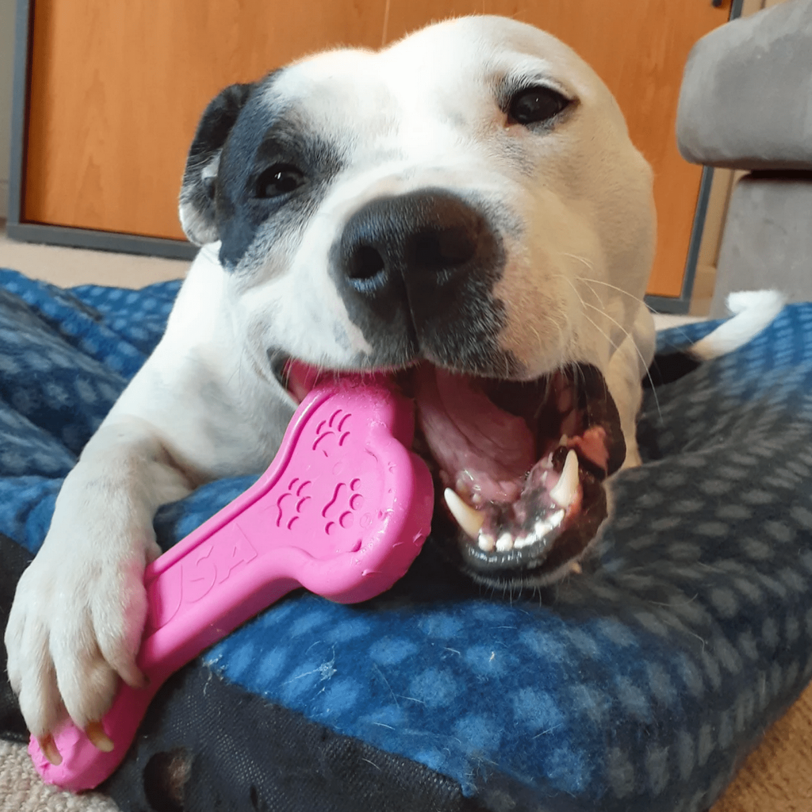 Nylon Bone-Unclassified-Rover Pet Products