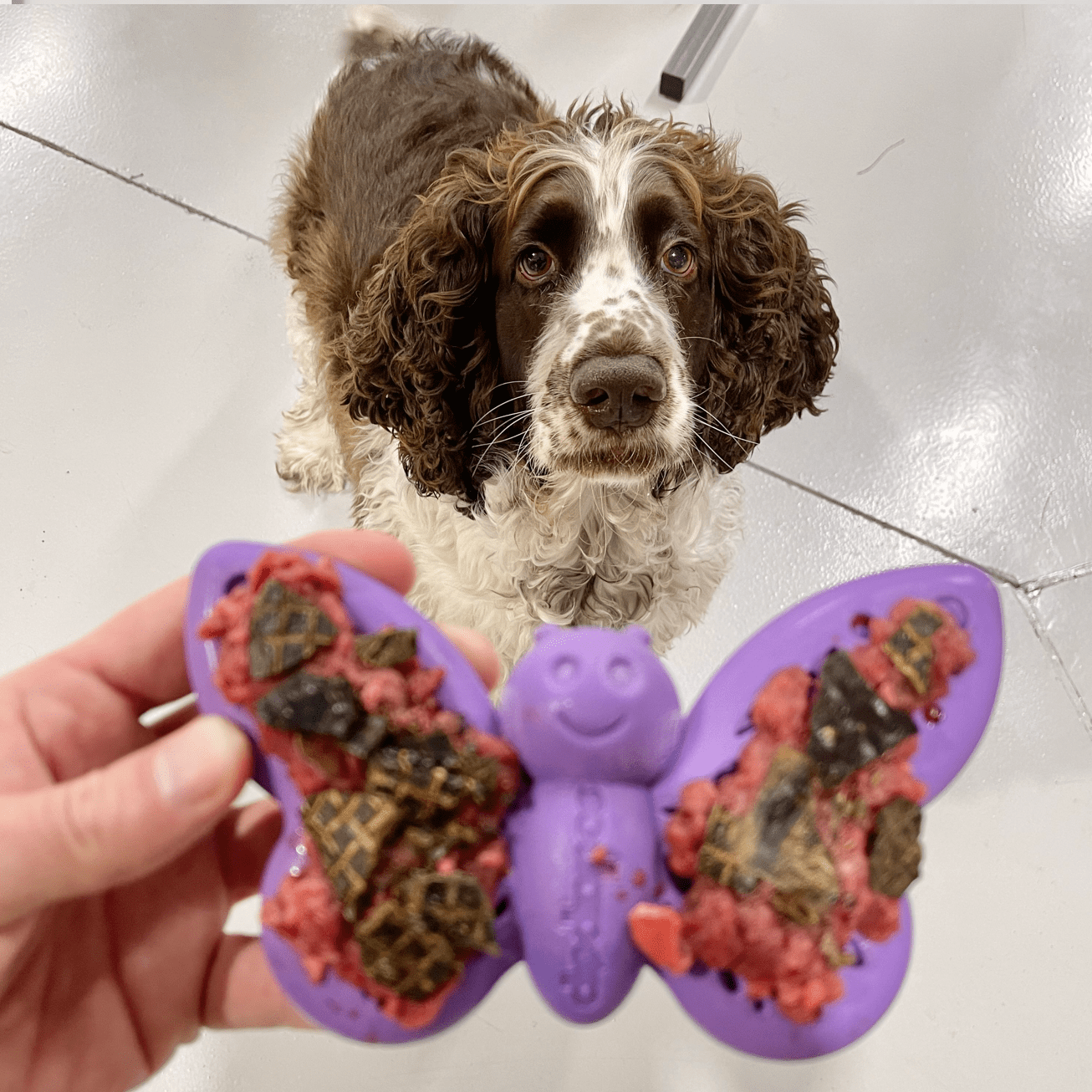 Nylon Butterfly-Unclassified-Rover Pet Products