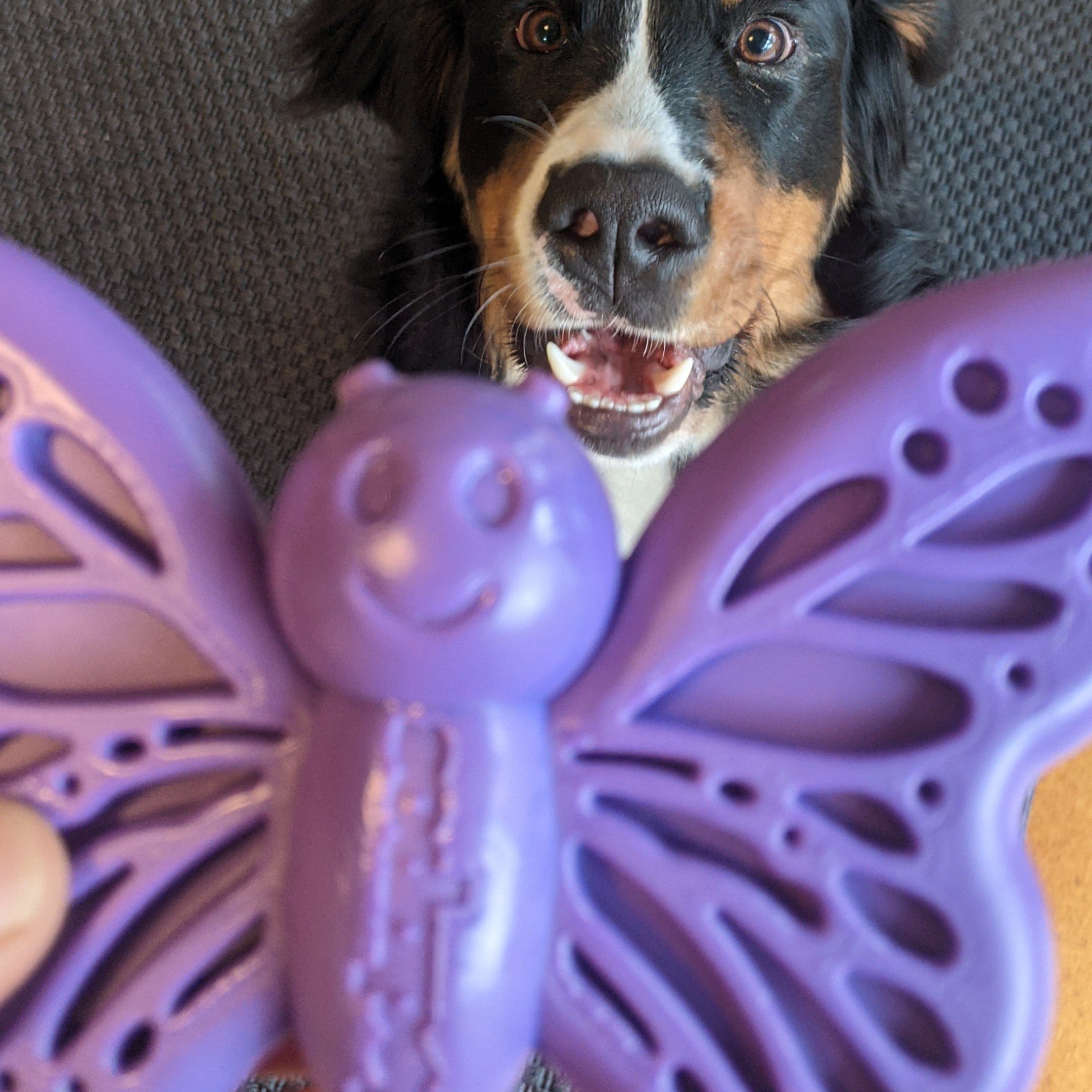 Nylon Butterfly-Unclassified-Rover Pet Products