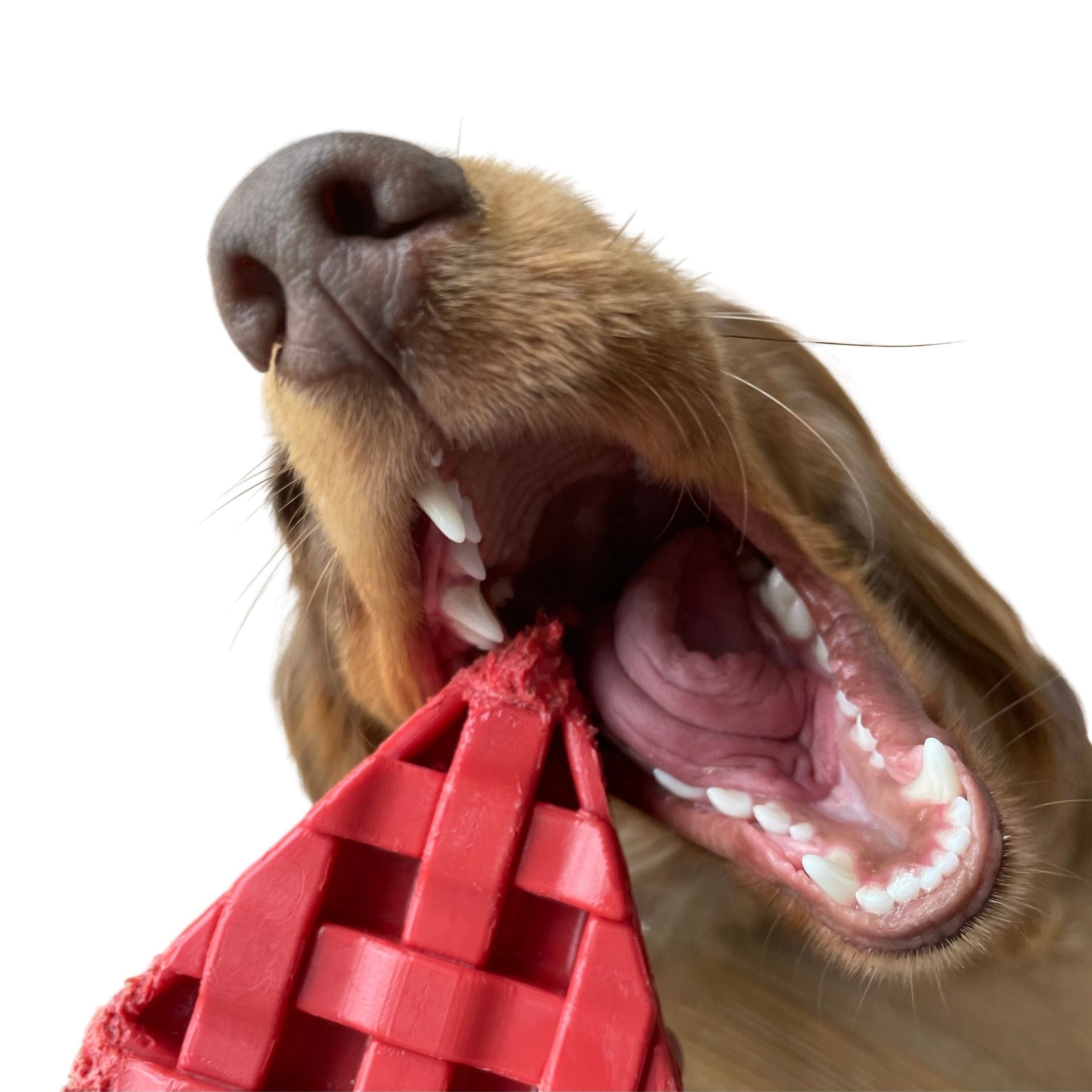 Nylon Cherry Pie-Dog Toy-Rover Pet Products