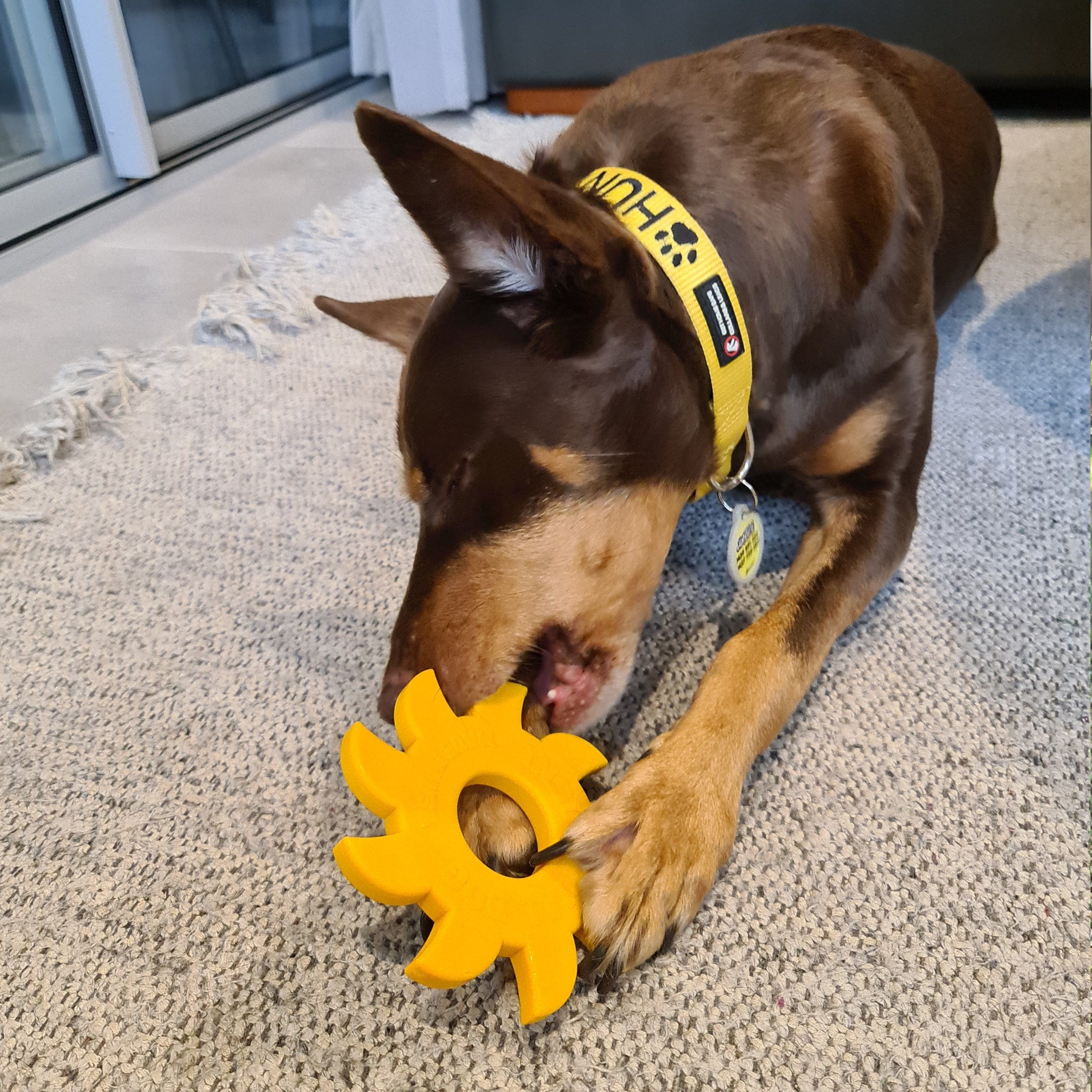 Nylon Circular Saw-Dog Toy-Rover Pet Products