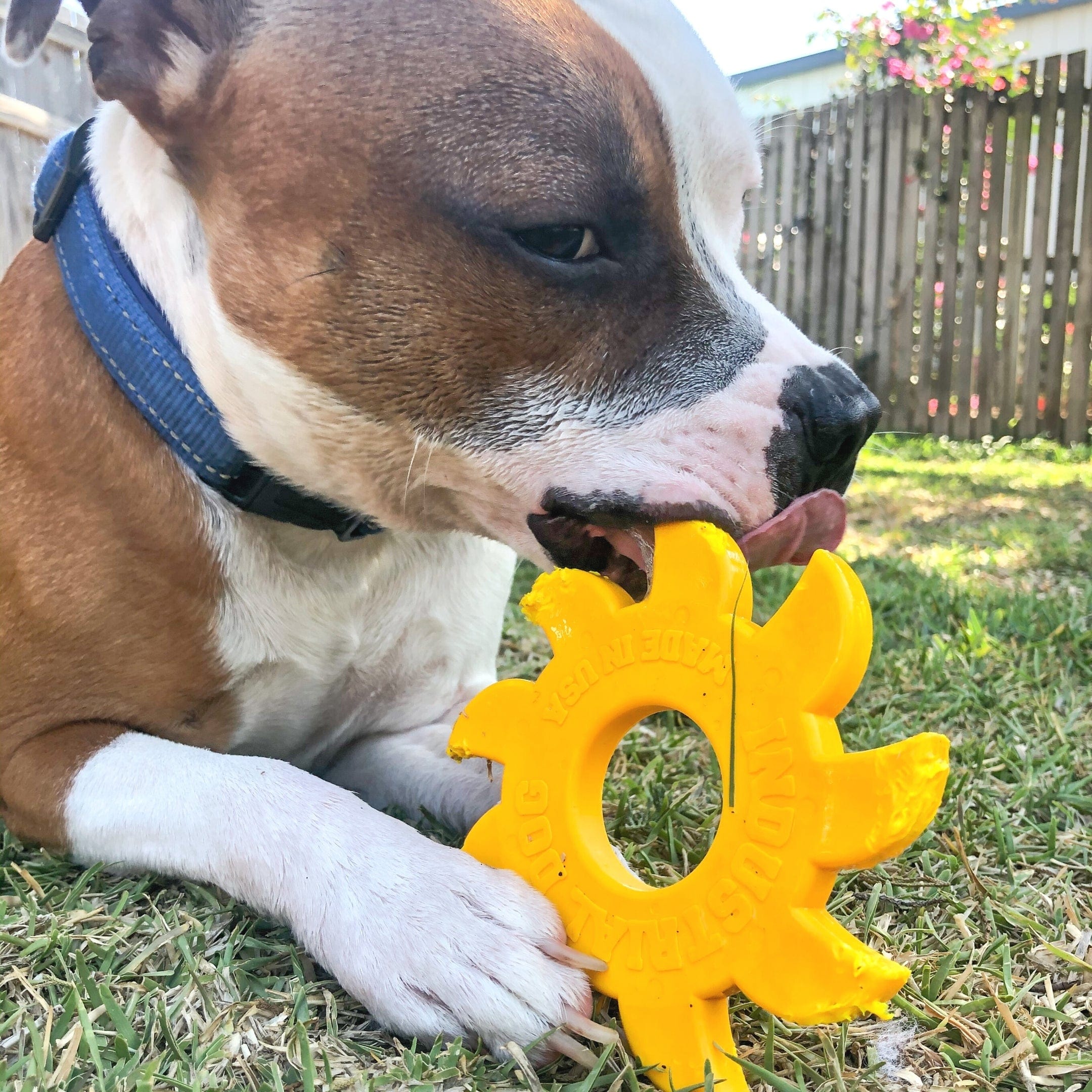 Nylon Circular Saw-Dog Toy-Rover Pet Products