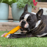 Nylon Corn On The Cob-Chew Toy-Rover Pet Products